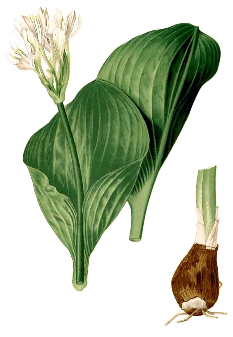 Proiphys amboinensis photo 6