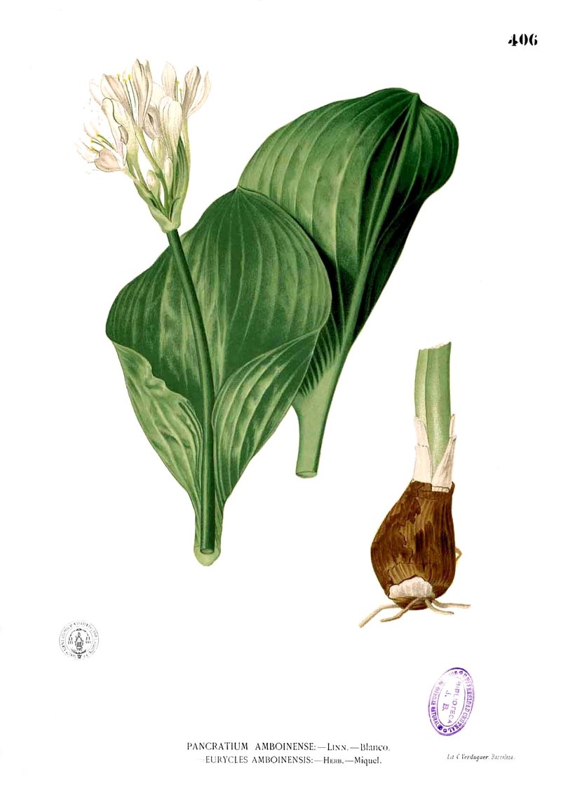 Proiphys amboinensis photo 7
