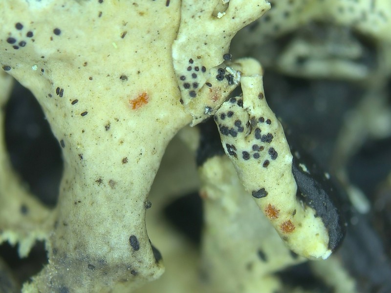 Pronectria anisospora