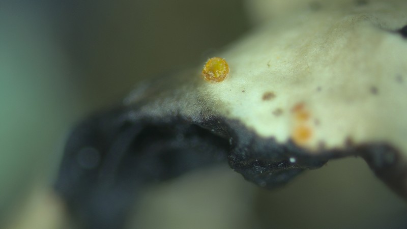Pronectria anisospora photo 2