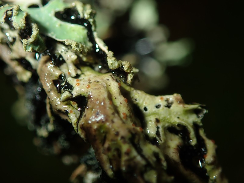 Pronectria anisospora photo 3