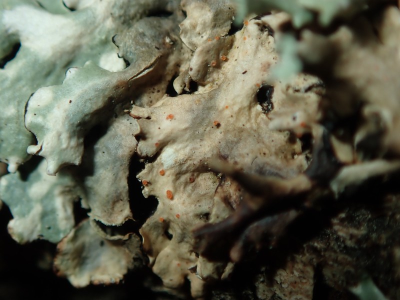 Pronectria anisospora photo 4