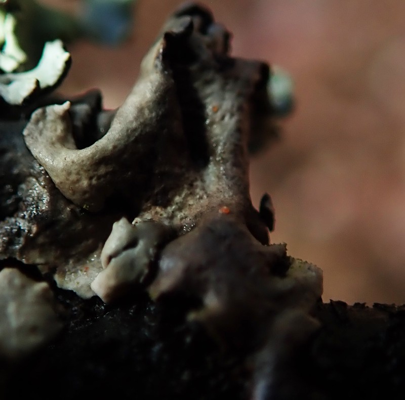Pronectria anisospora photo 5