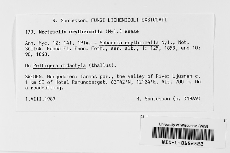 Pronectria erythrinella photo 3