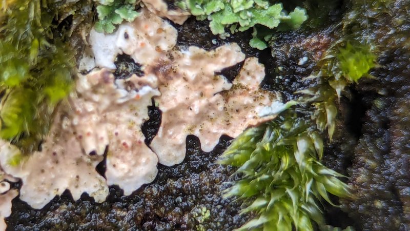 Pronectria oligospora