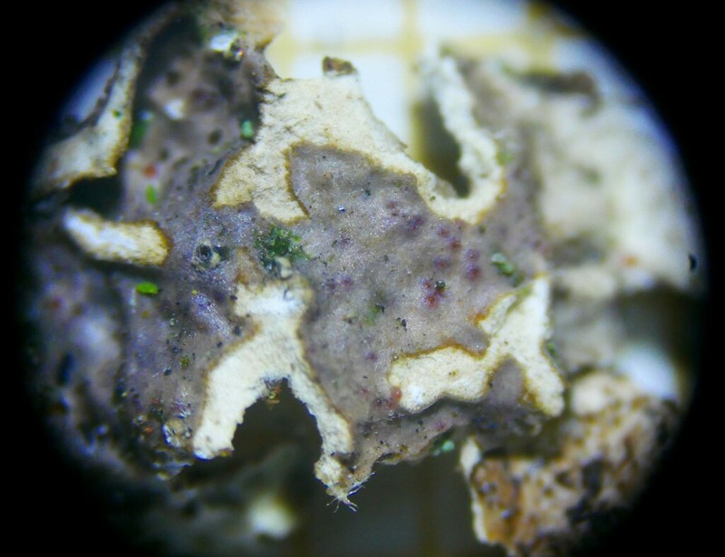 Pronectria oligospora