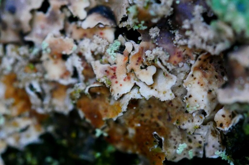 Pronectria oligospora photo 2