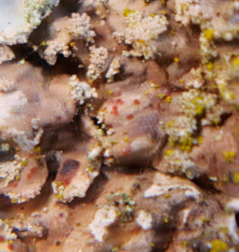 Pronectria oligospora photo 3