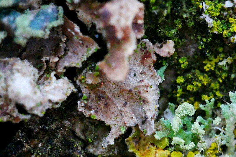 Pronectria oligospora photo 4