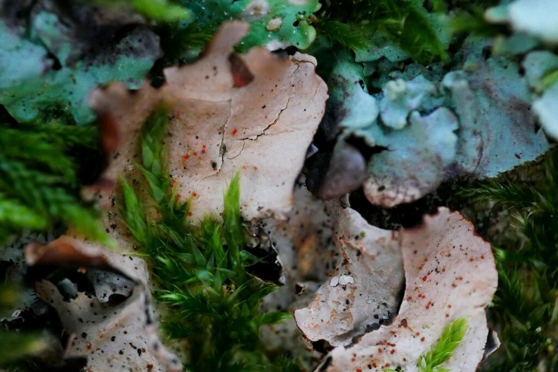Pronectria oligospora photo 5