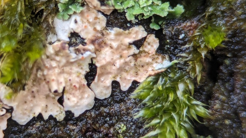 Pronectria oligospora photo 6