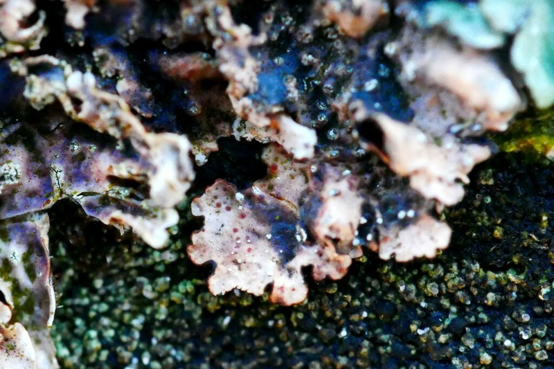 Pronectria oligospora photo 7