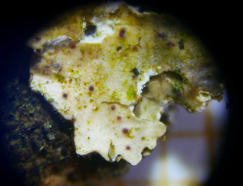 Pronectria oligospora photo 8