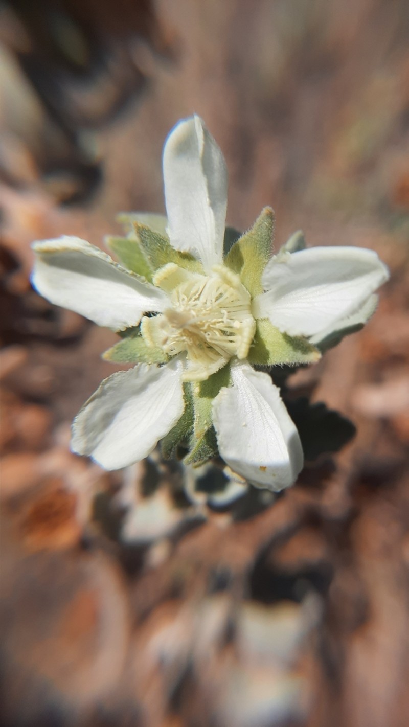 Prosa fruticosa