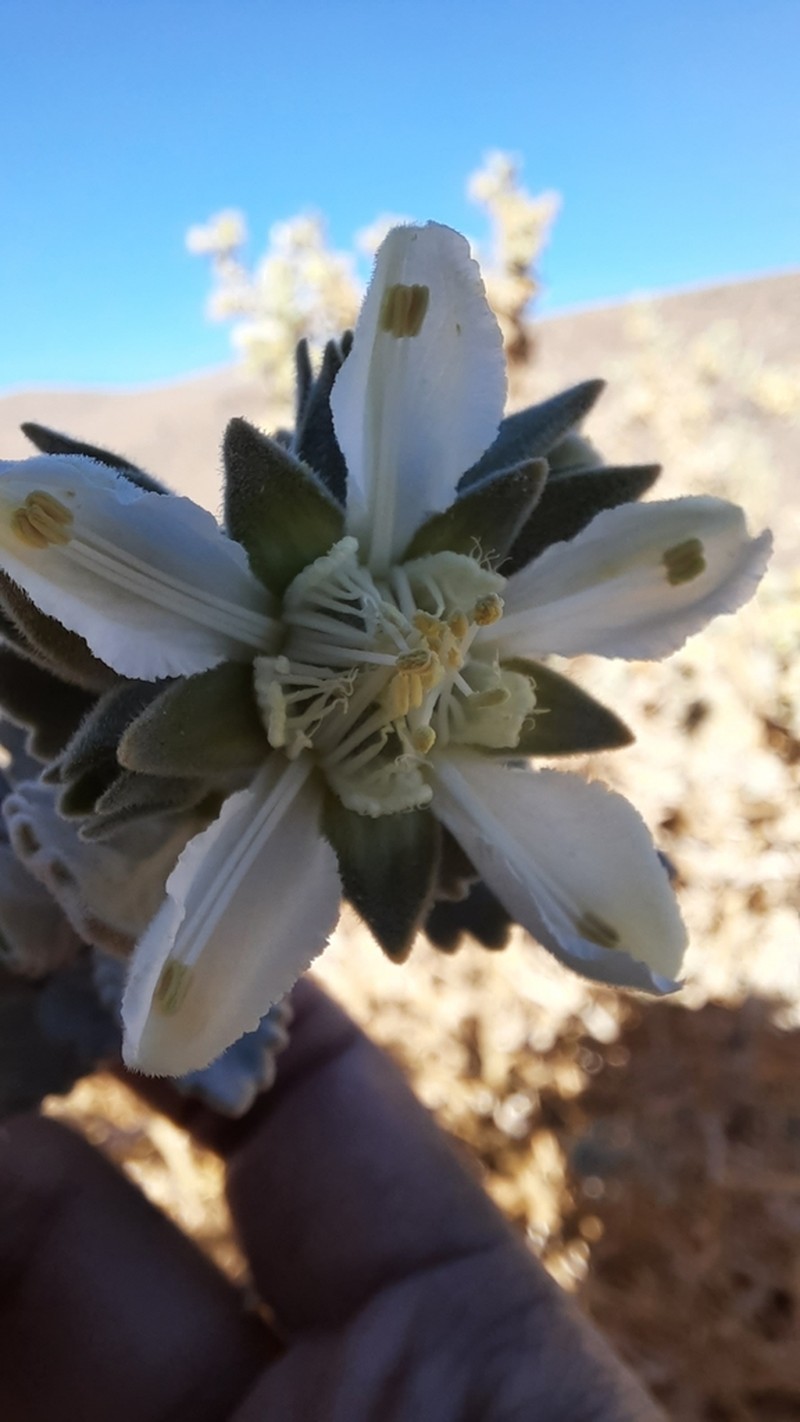Prosa fruticosa photo 2