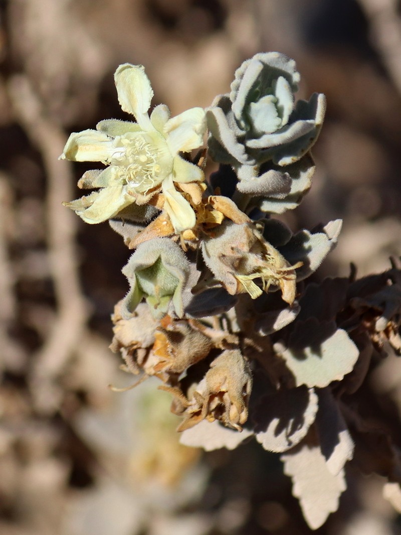 Prosa fruticosa photo 3