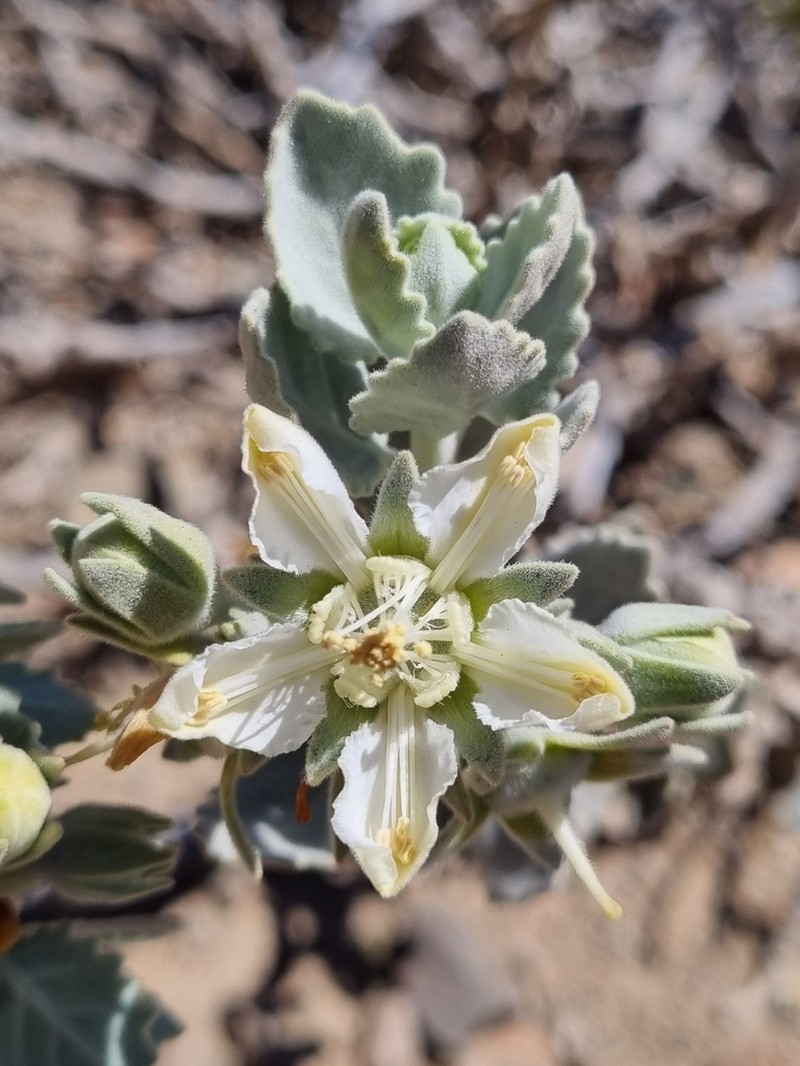 Prosa fruticosa photo 4