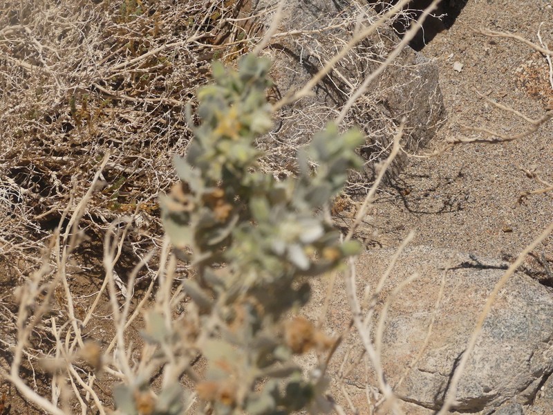 Prosa fruticosa photo 5