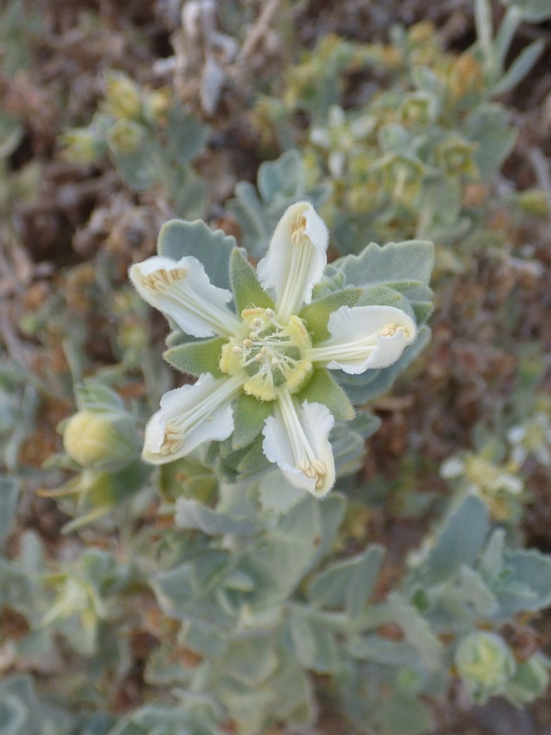 Prosa fruticosa photo 6