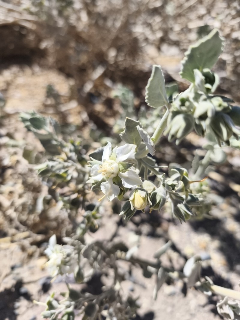 Prosa fruticosa photo 7
