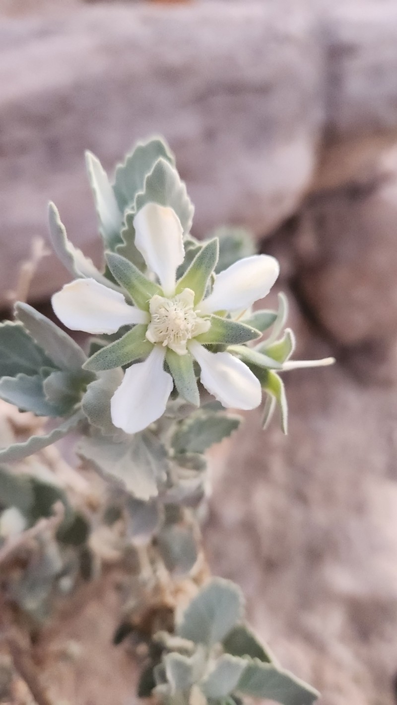 Prosa fruticosa photo 8