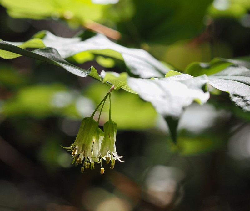 Drops-Of-Gold photo 3