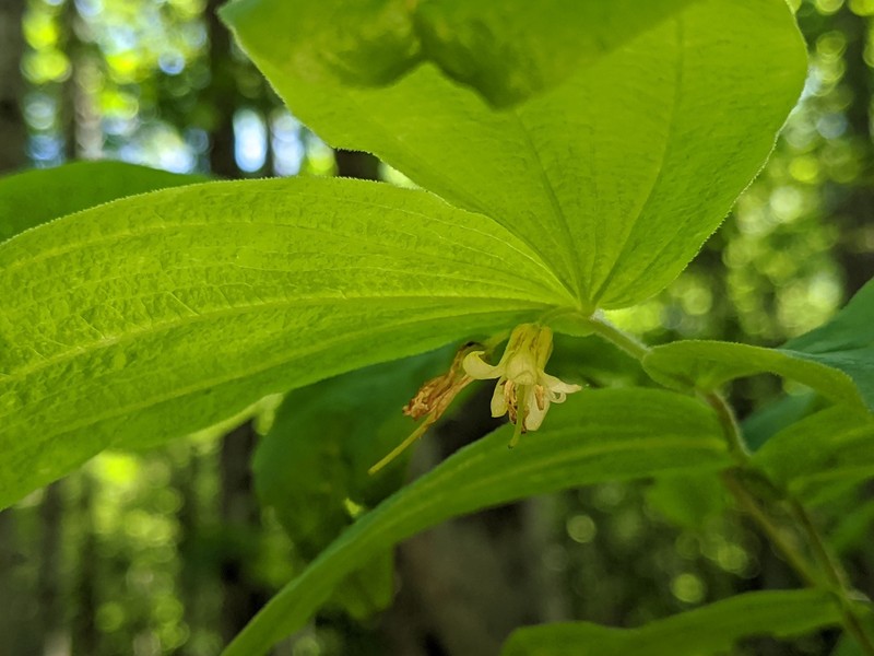 Drops-Of-Gold photo 6