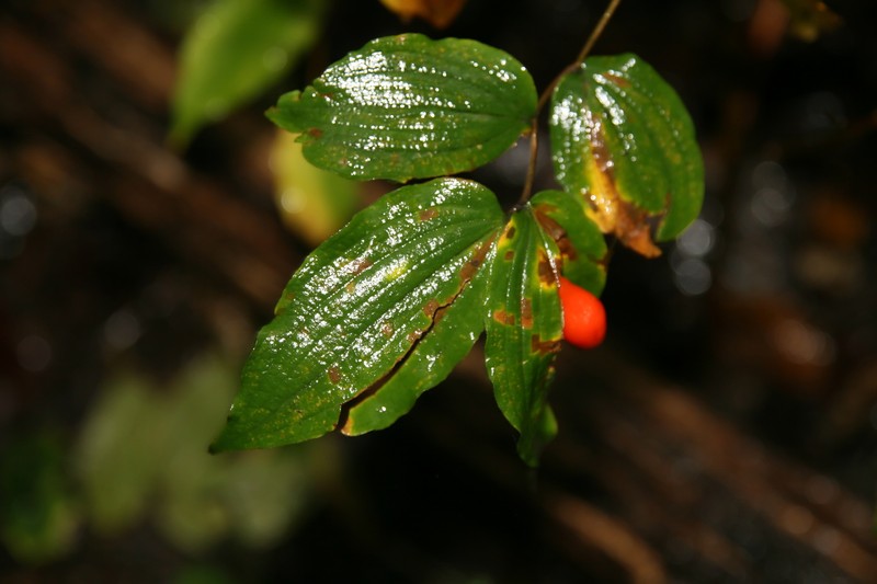 Yellow Fairybells photo 3
