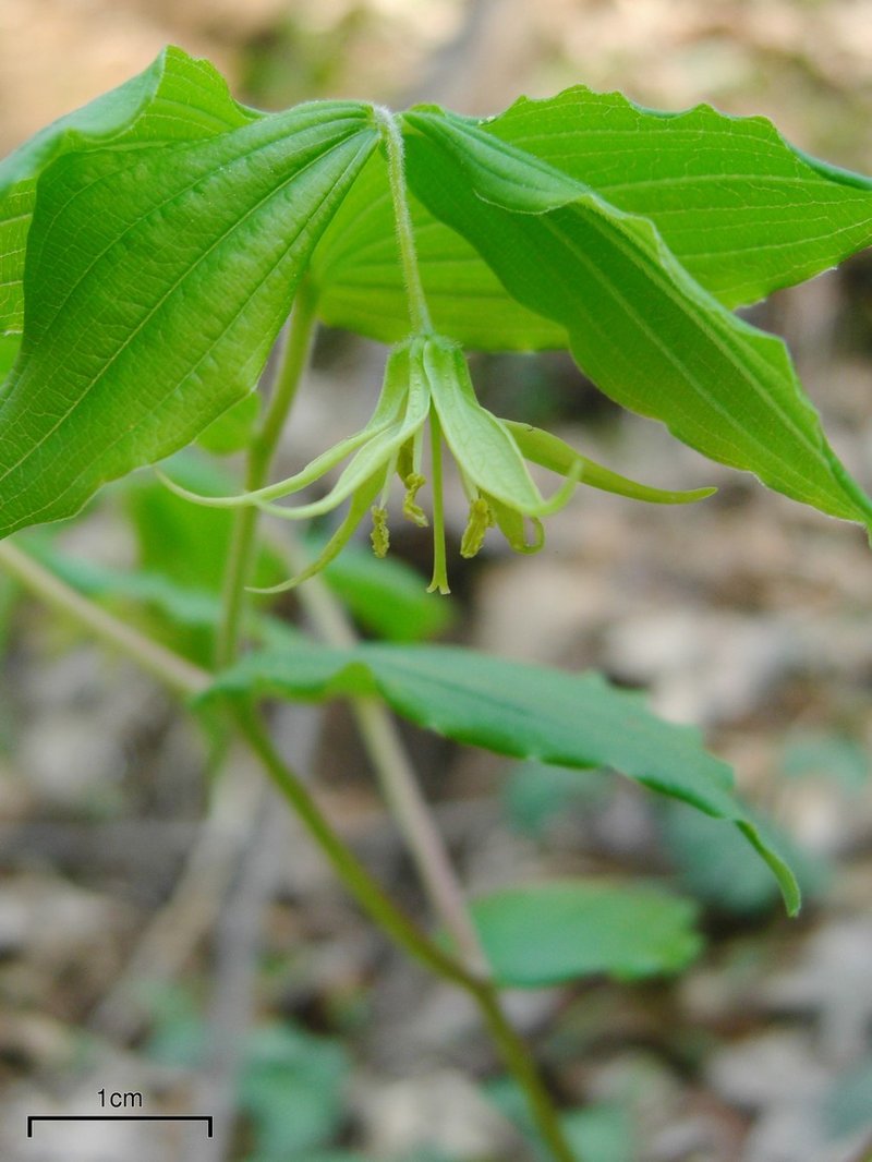 Yellow Fairybells