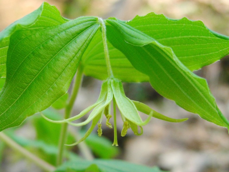Yellow Fairybells photo 4