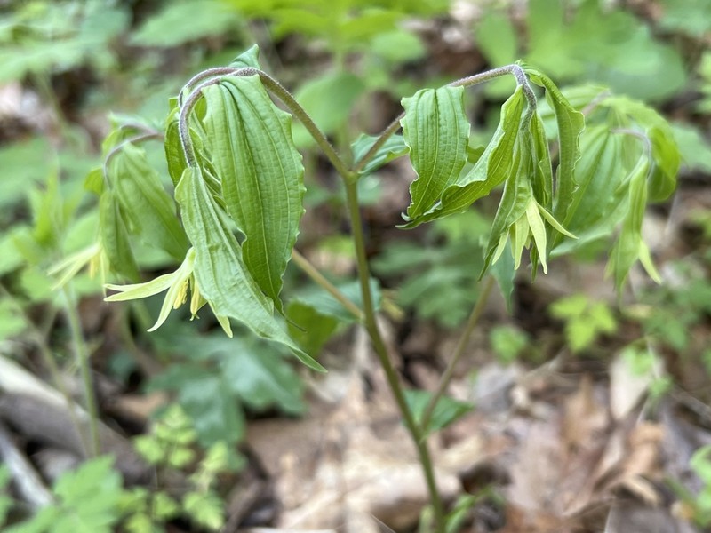Yellow Fairybells photo 7