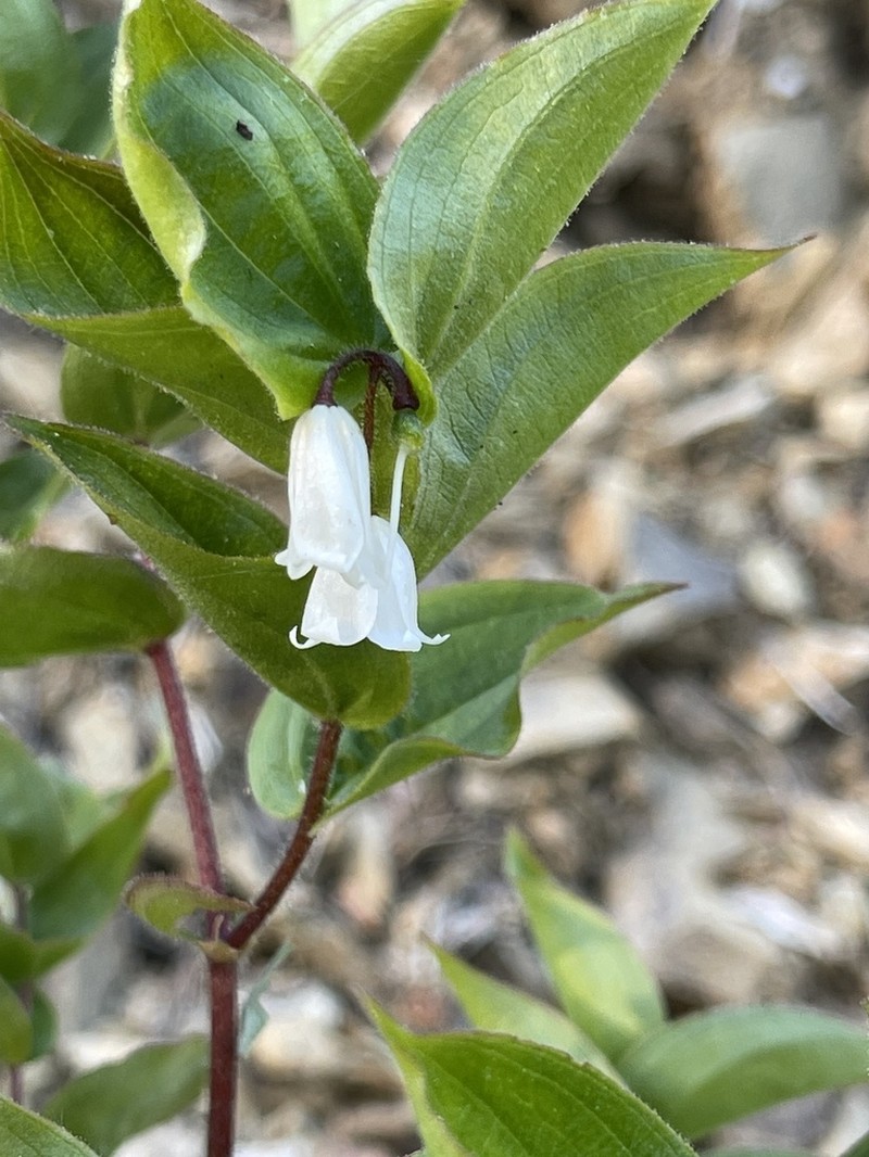 Prosartes parvifolia photo 2
