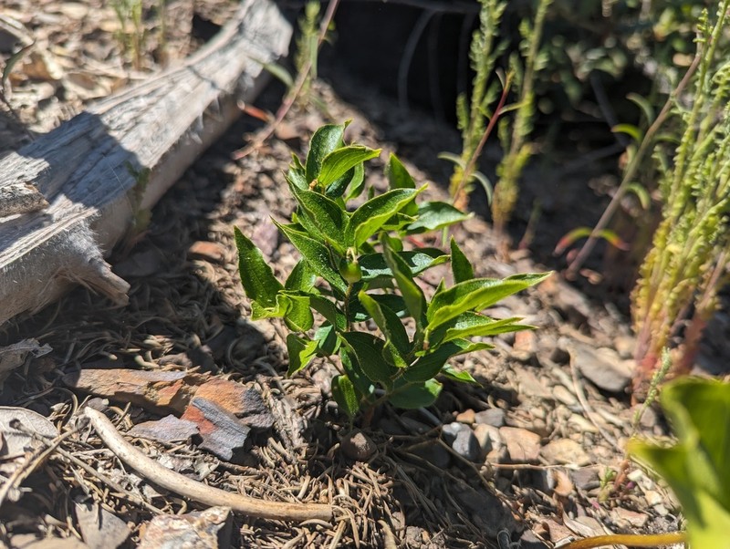 Prosartes parvifolia photo 5