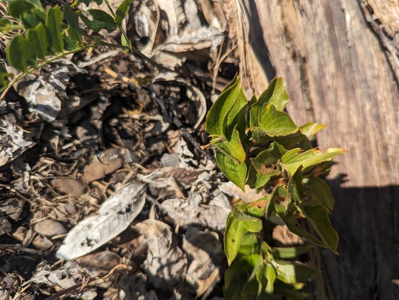 Prosartes parvifolia photo 6