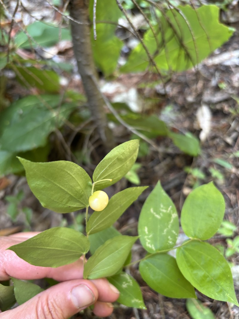 Prosartes parvifolia photo 7