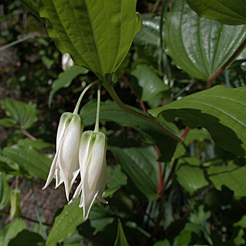 Largeflower Fairybells photo 2