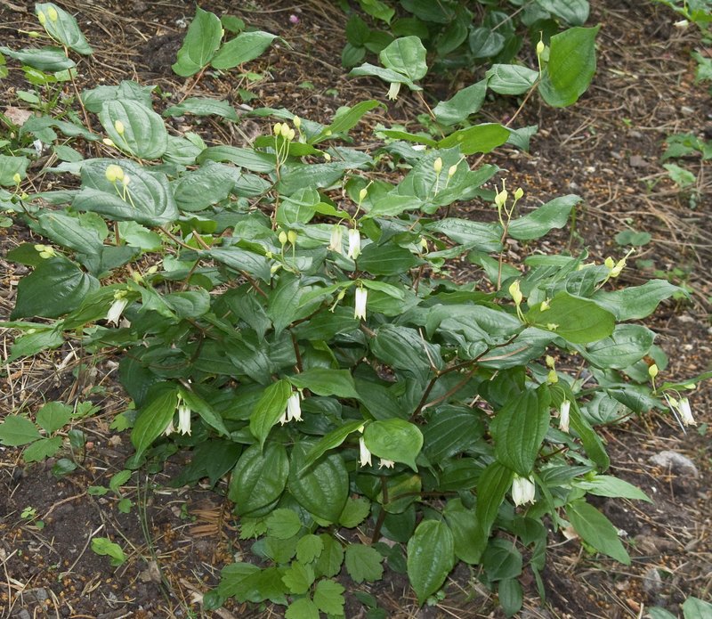 Largeflower Fairybells photo 5