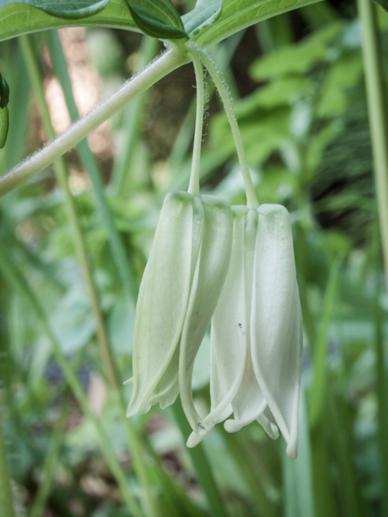 Largeflower Fairybells photo 3