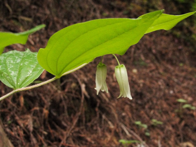 Largeflower Fairybells