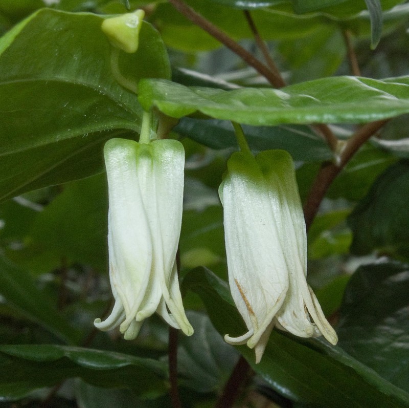 Largeflower Fairybells photo 4