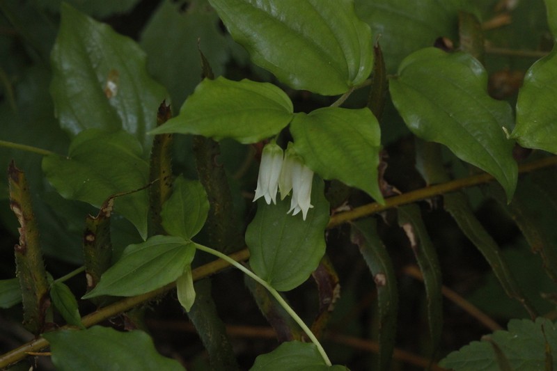 Largeflower Fairybells photo 4