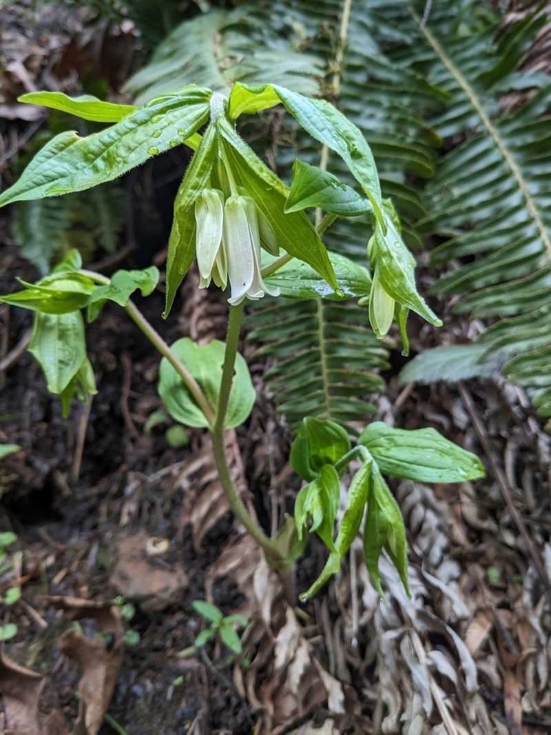 Largeflower Fairybells photo 5