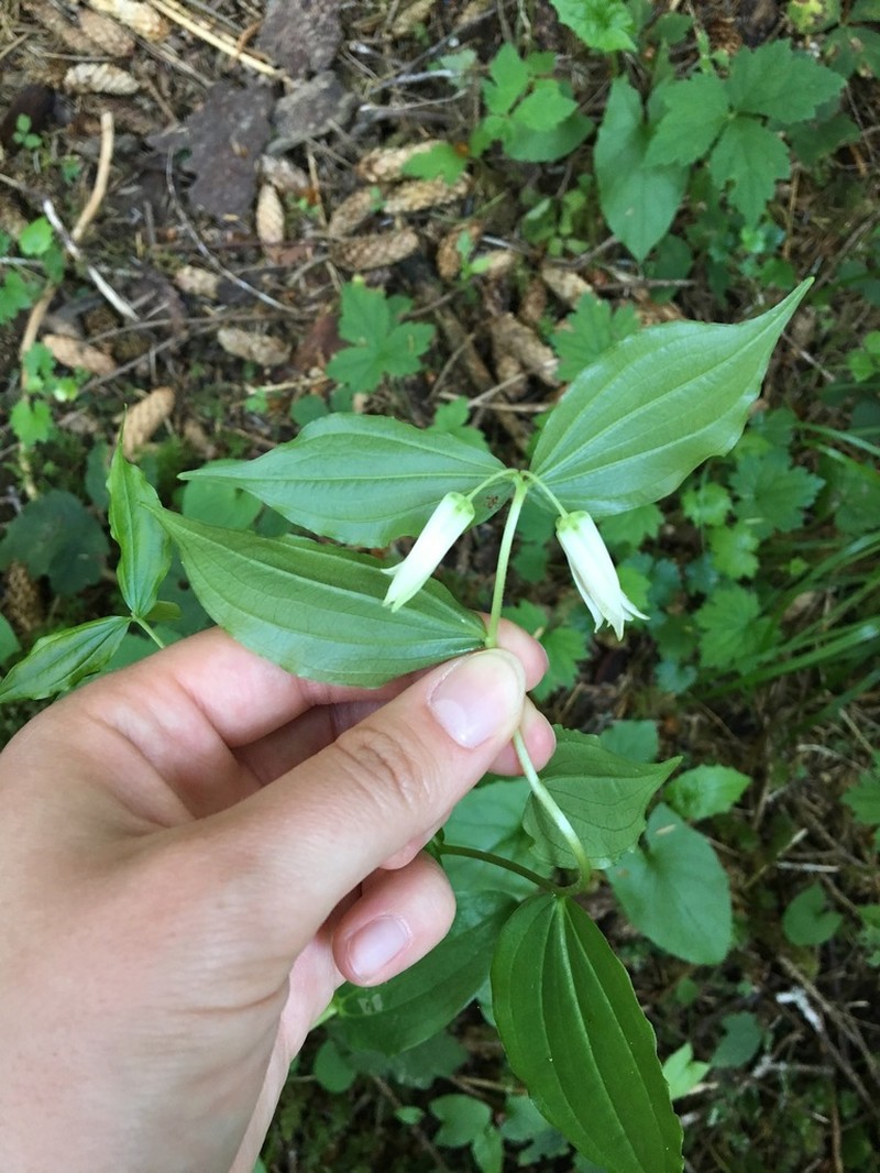 Largeflower Fairybells photo 6