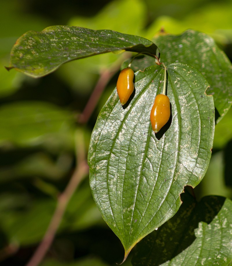 Largeflower Fairybells photo 7