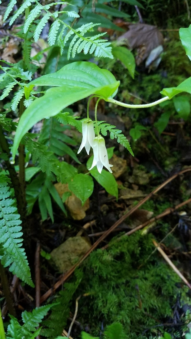 Largeflower Fairybells photo 8
