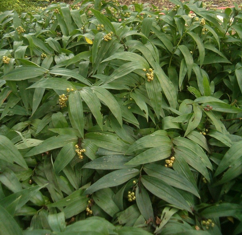 Roughfruit Fairybells photo 2