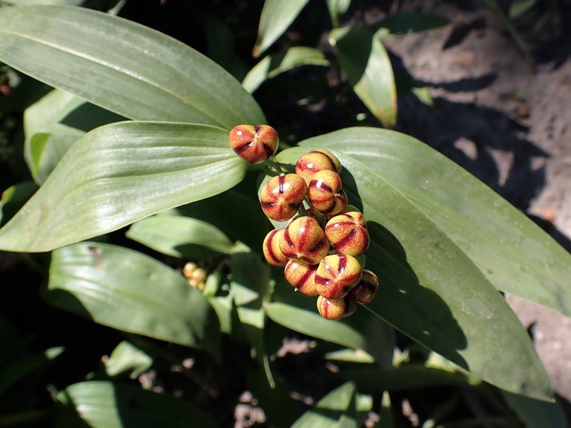 Roughfruit Fairybells photo 3