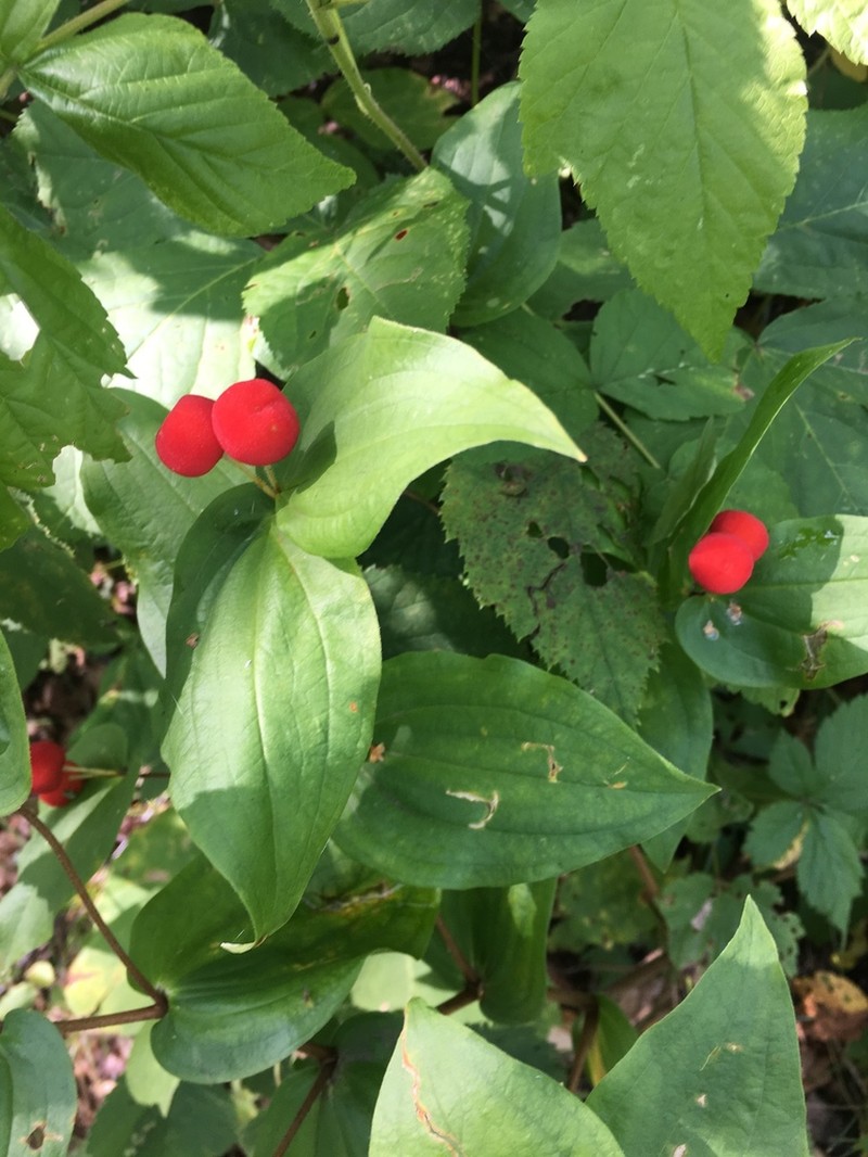 Roughfruit Fairybells