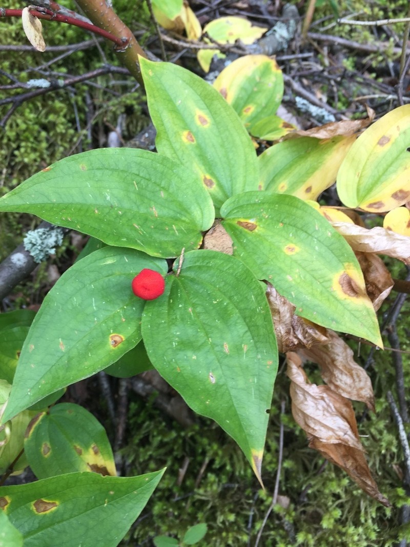 Roughfruit Fairybells photo 2