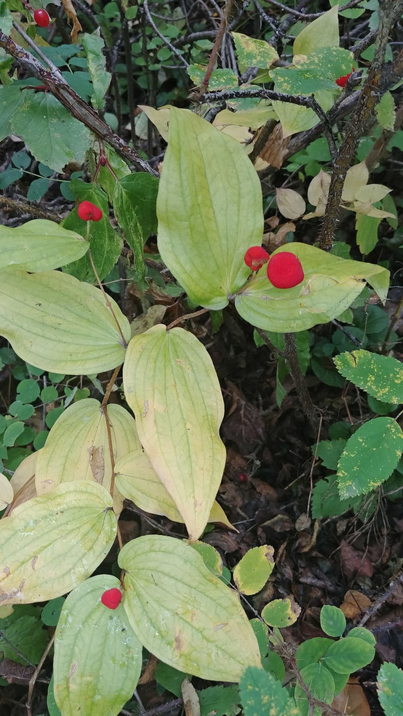 Roughfruit Fairybells photo 3